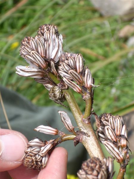 Agalenatea redii